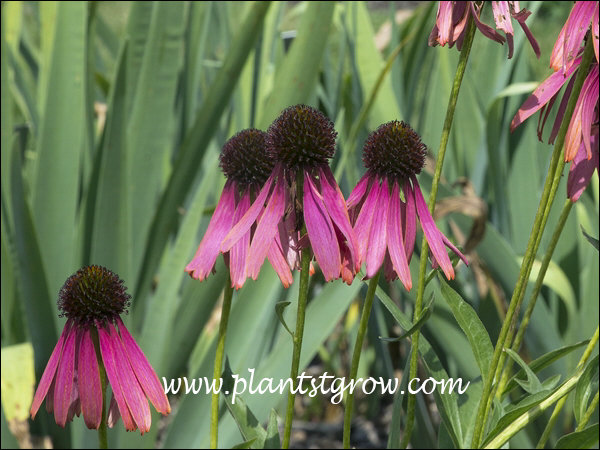 The reflexing petals(ray flowers0 give this Coneflower it's name.